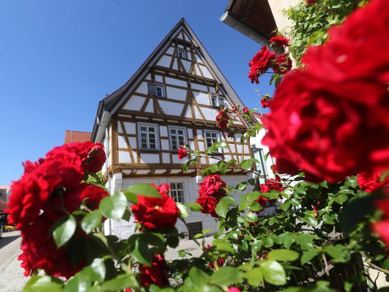 Ein traditionelles Fachwerkhaus steht hinter einem üppig blühenden Rosenstrauch mit roten Blüten unter einem klaren blauen Himmel.