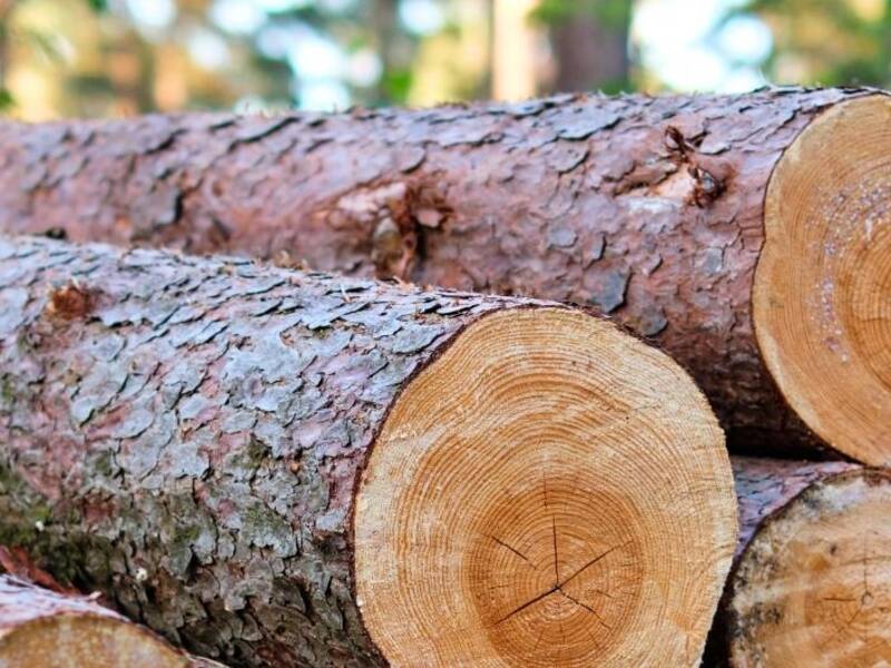 Hier ist ein Stapel Holz im Wald zu sehen.