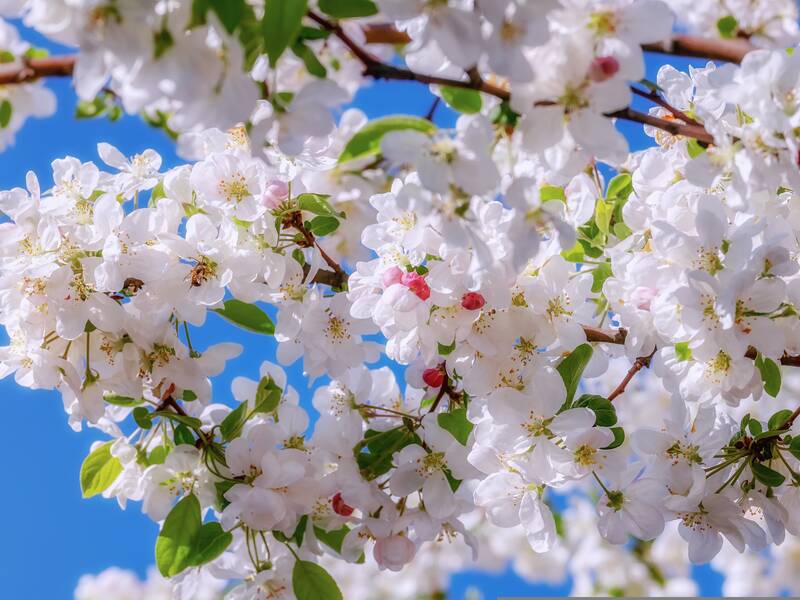 Apfelblüten vor blauem Himmel