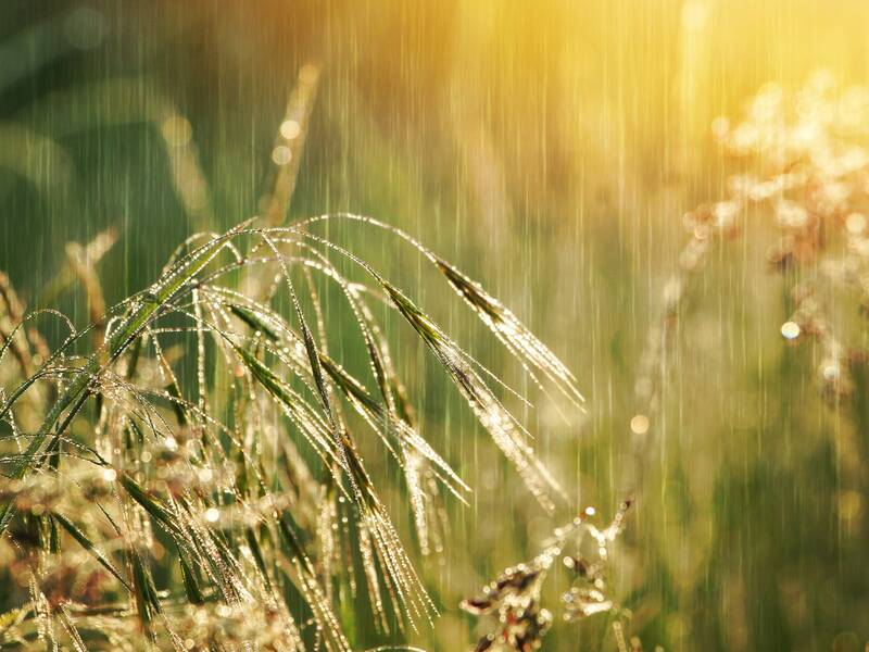 eine Wiese im Sonnenlicht bei Regen
