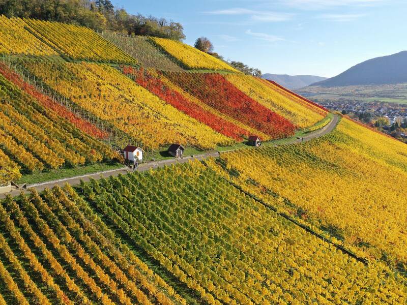 Ein steiler Hügel ist mit farbenfrohen Weinreben in Gelb, Rot und Grün bedeckt, durchzogen von einem Weg und kleinen Gebäuden, mit Blick auf ein Tal und entfernte Berge.