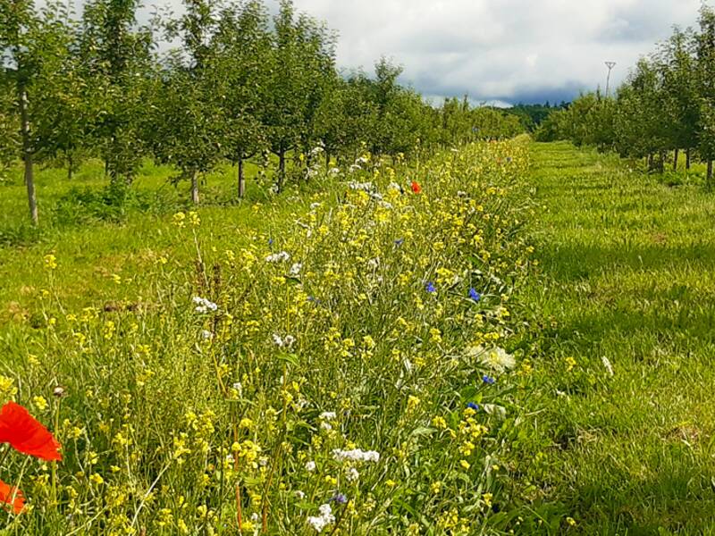 Ein Obstgarten mit gleichmäßigen Baumreihen und einer bunten Mischung aus roten Mohnblumen und anderem Wildblumenbewuchs im Vordergrund.