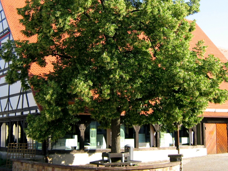 Ein großes Fachwerkhaus mit einem roten Ziegeldach wird teilweise von einem üppigen Baum verdeckt.