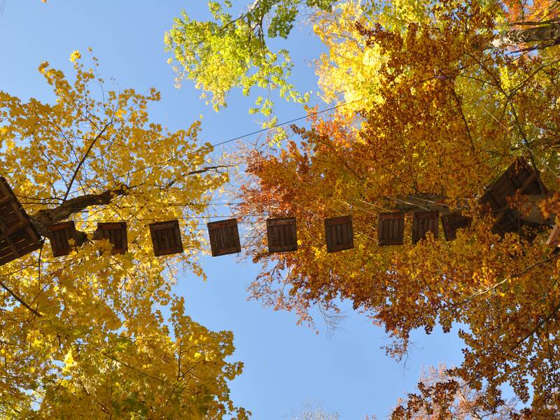 Ein Blick von unten auf eine schwebende Seilbrücke zwischen zwei Bäumen in einem Wald mit herbstlich gefärbtem Laub in Gelb-, Orange- und Rottönen.