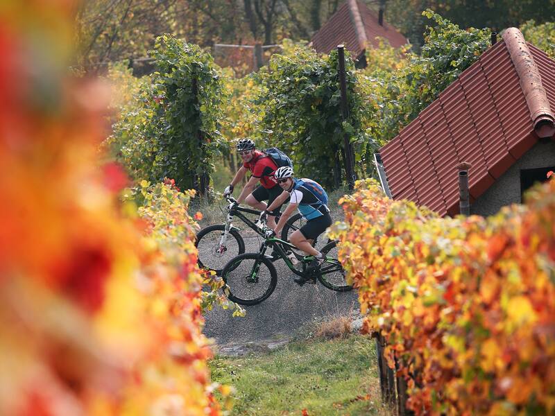 Zwei Radfahrer fahren auf einem Waldweg durch einen herbstlichen Weinberg mit bunten Blättern.