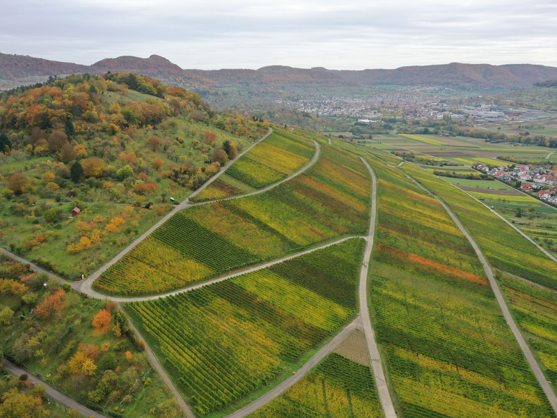 Eine hügelige Landschaft mit Weinbergen in herbstlichen Farben, durchzogen von schmalen Wegen, erstreckt sich bis zu einer Ortschaft im Hintergrund.