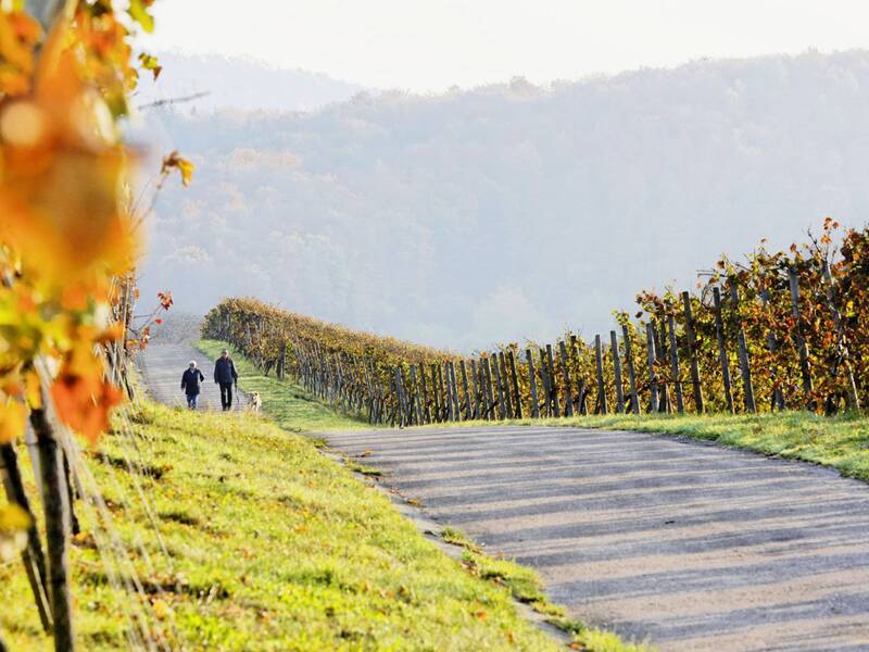 Zwei Personen spazieren mit einem Hund auf einem Weg durch einen herbstlichen Weinberg.