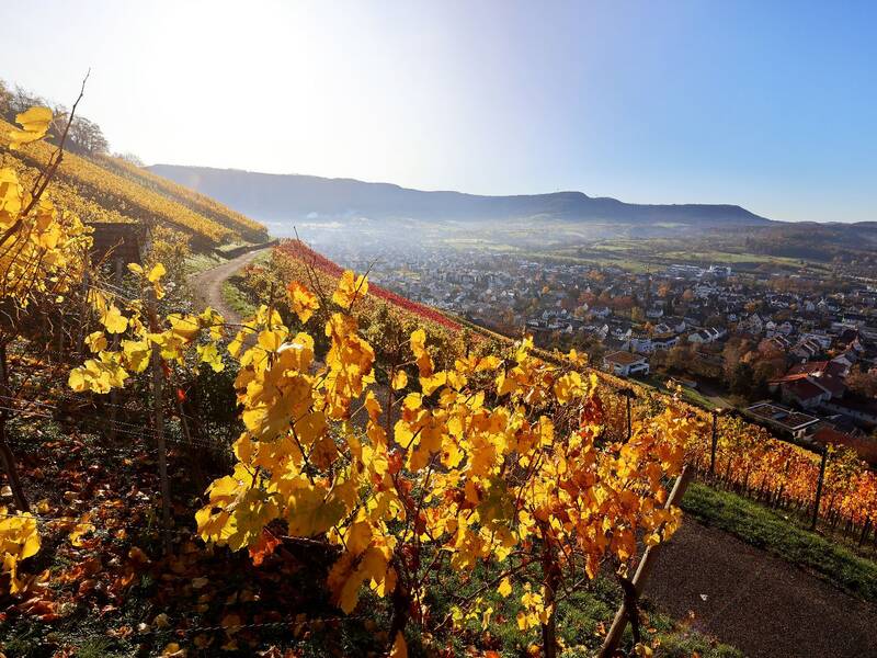 Ein Weinberg mit leuchtend gelbem Herbstlaub erstreckt sich auf einem Hügel und bietet einen Ausblick auf ein Tal mit einer Stadt im Hintergrund unter klarem Himmel.