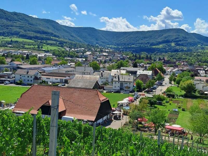 Eine malerische Landschaft zeigt eine kleine Stadt mit roten Dächern, umgeben von grünen Weinbergen und Hügeln unter einem blauen Himmel mit weißen Wolken.