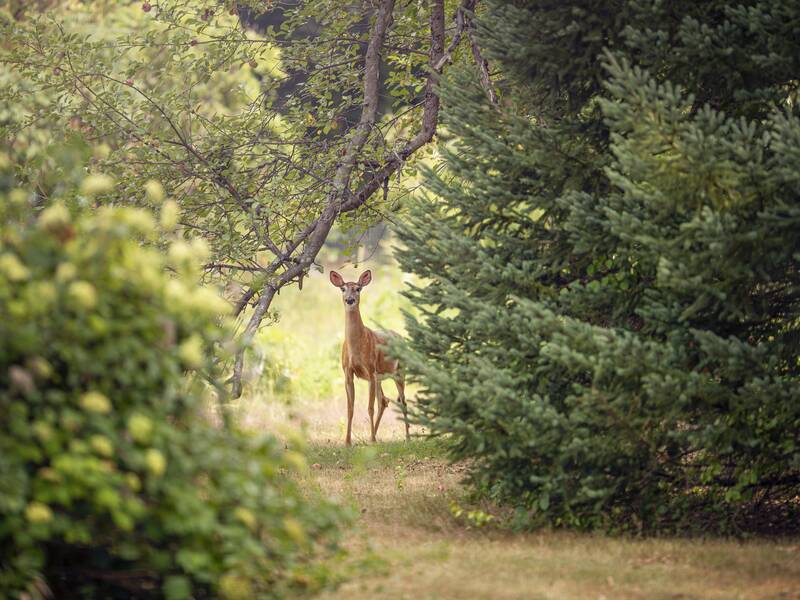 Ein Reh steht inmitten von Bäumen und Büschen im Wald und schaut neugierig in die Kamera.